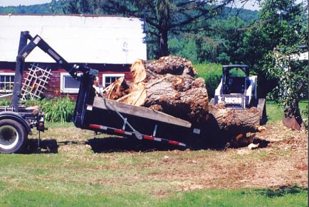 Tree Removal